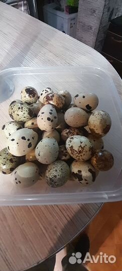 Яйца перепелиные