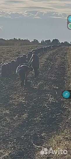 Картофель - Пикассо,Бело-роза,Коломбо с 5-10 авг