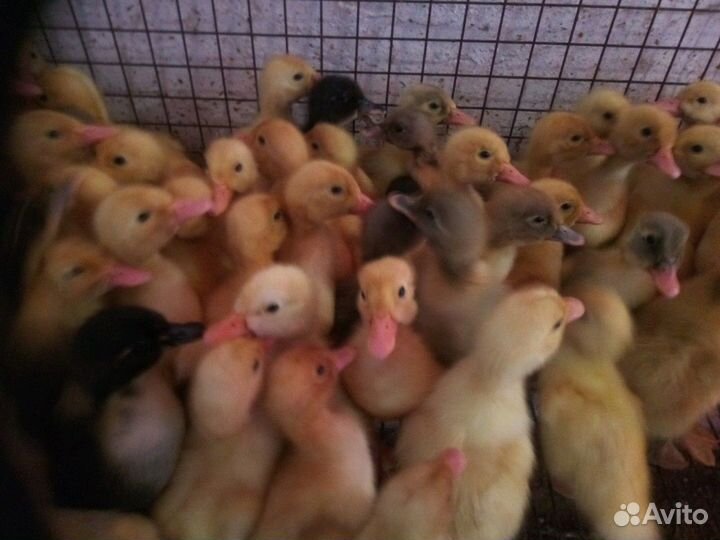 Бройлеры,гусята.утята муларды,несушки