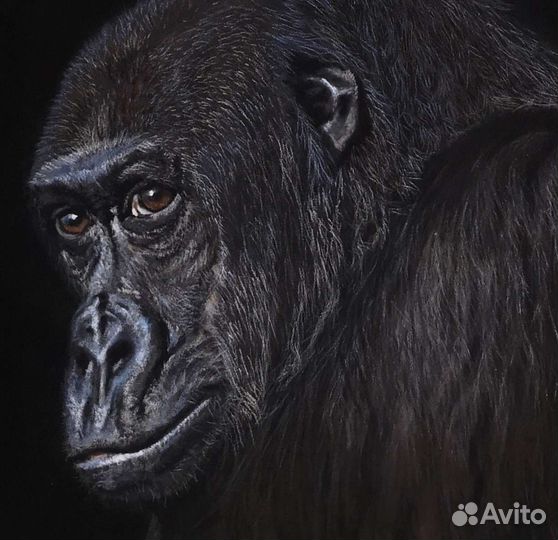 Картина Горилла сухая пастель