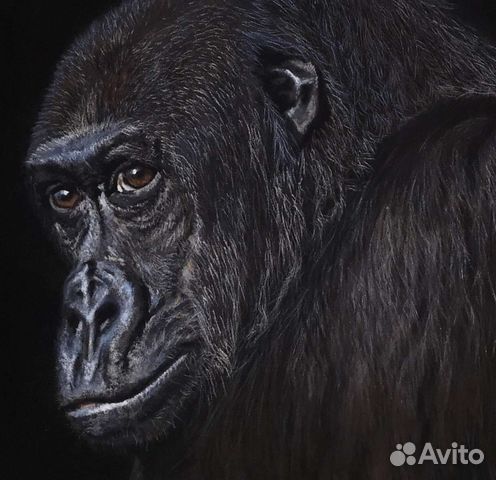 Картина Горилла сухая пастель