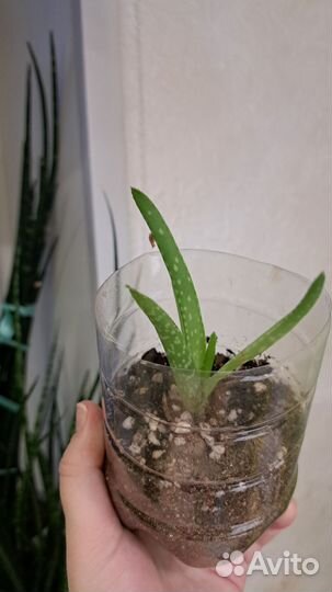 Хавортия Сансивиерия Гастерия Адениум Замиакулькас