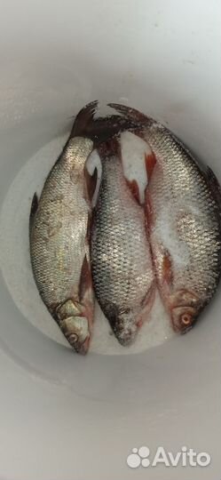 Рыба вяленая (сорожка жирная ) вылов 28.09