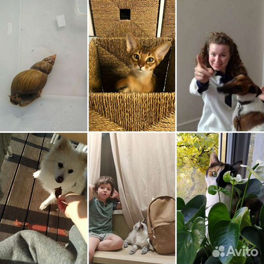 Передержка животных