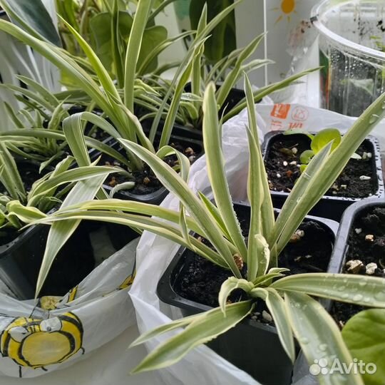 Хлорофитум