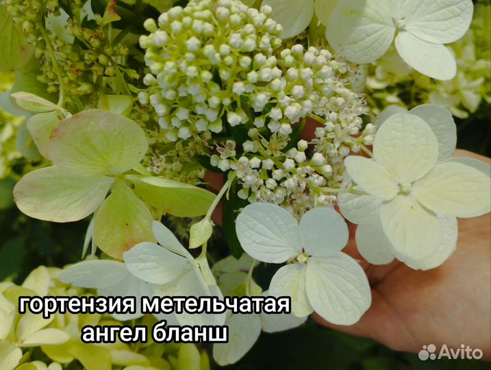 Гортензия метельчатая