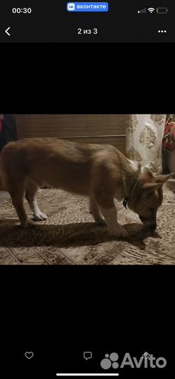 Щенок Корги