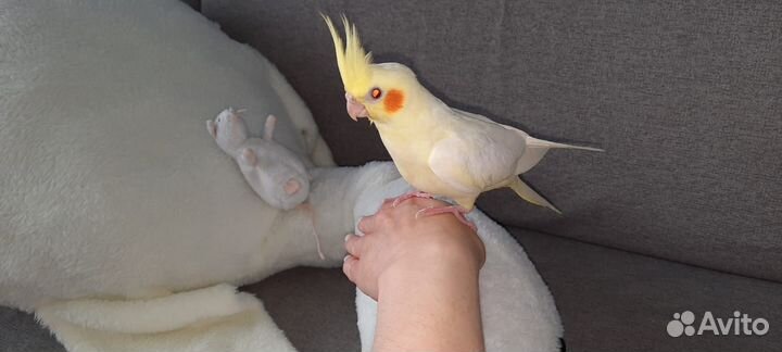 Ручные птенцы попугая корелла