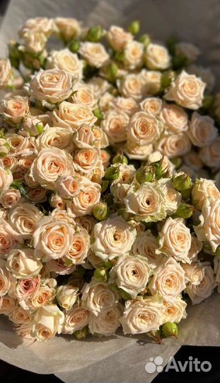 Саженцы спрей розы Таня и Флешинг