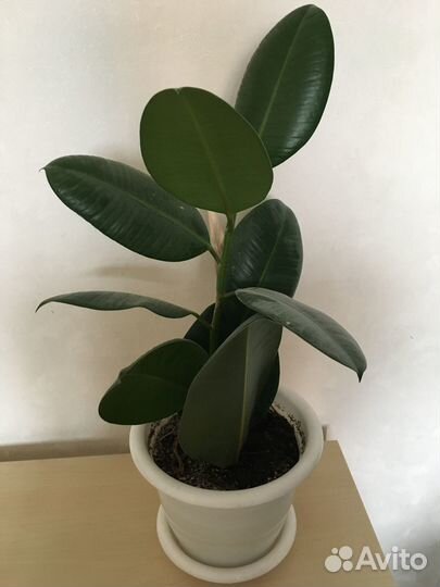 Фикус (разные)