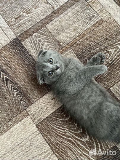 Котенок в добрые руки