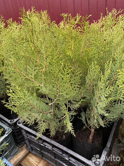 Туя западная Брабант