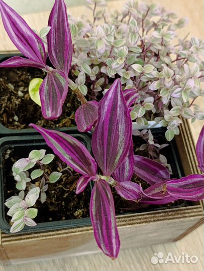 Традесканция Пинк Парадайз