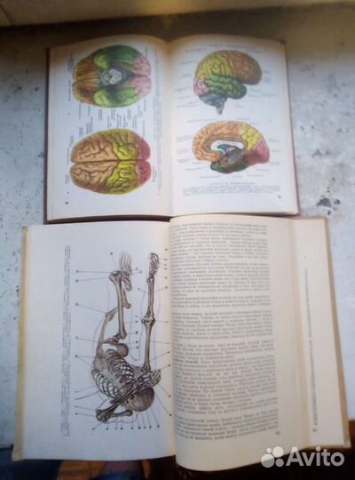 Пластическая анатомия человека и атлас