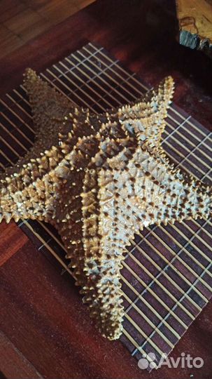 Морская звезда настоящая