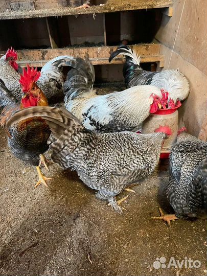 Петухи мясо-яйценосных пород