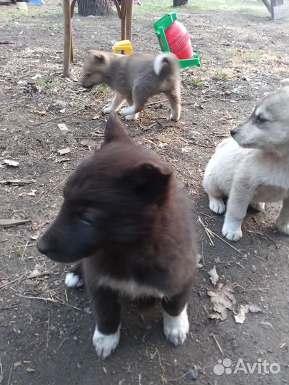 Продам щенят западносибирской лайки