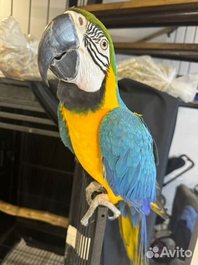 Говорящий попугай