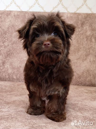 Йорки шоколадки