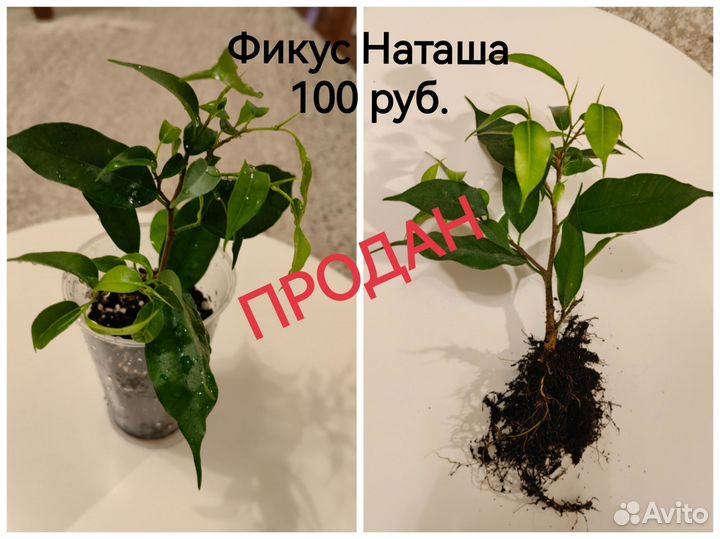 Фикус Наташа, Даниэль, Кинки