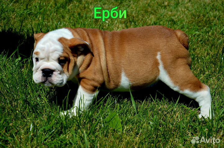 Английский бульдог
