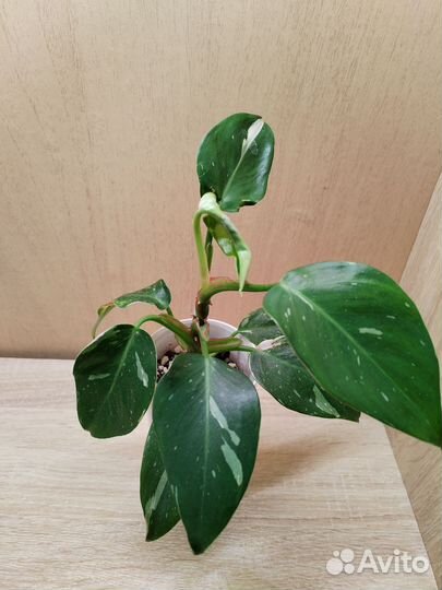 Филодендрон белая принцесса