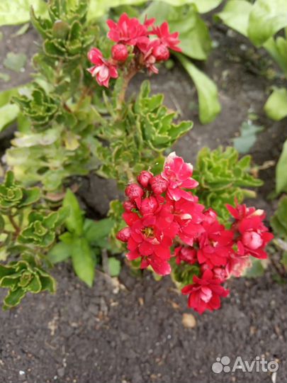 Домашние цветы