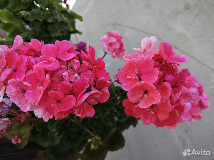 Рассада цветов