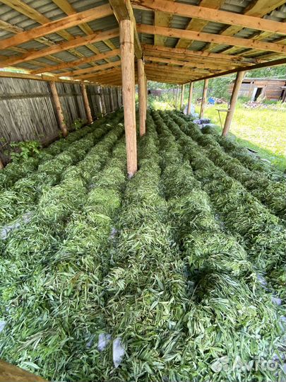 Иван-чай, листовой, свежий урожай