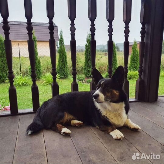 Вельш Корги Кардиган для вязки