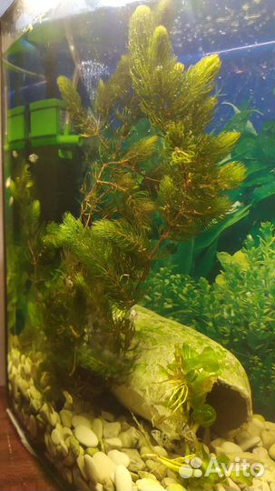 Аквариумные водоросли