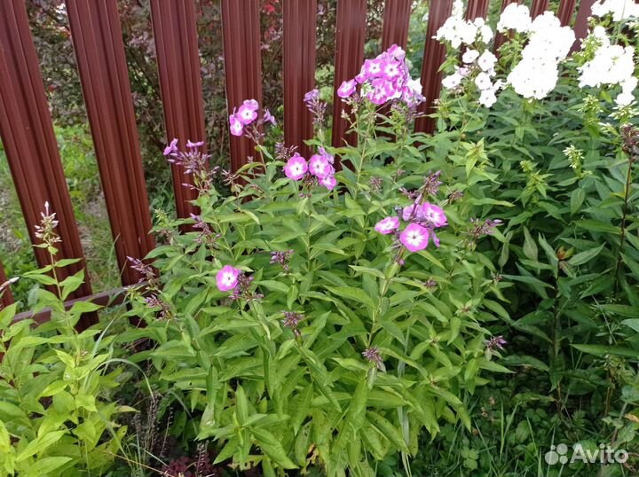 Флоксы, лилейники и астильба