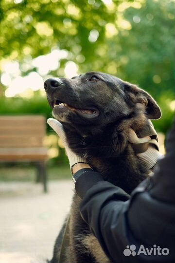 Нежный щенок 10 месяцев