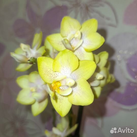 Орхидея фаленопсис миди мультифлора