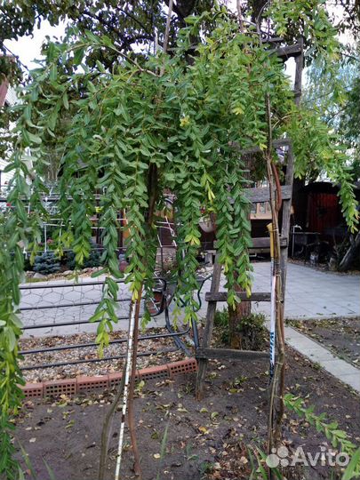 Ива плакучая