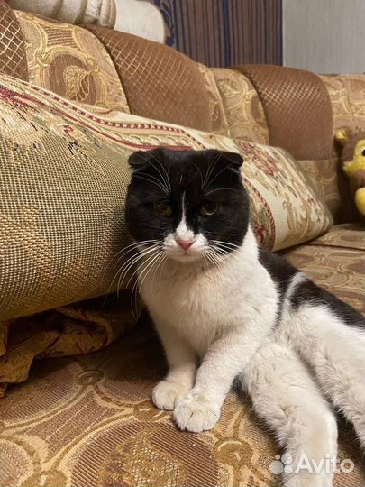 Котик в добрые руки