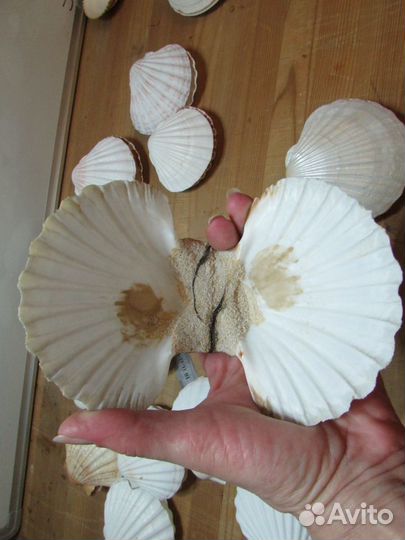 Ракушка-шкатулка (натуральная морская раковина)