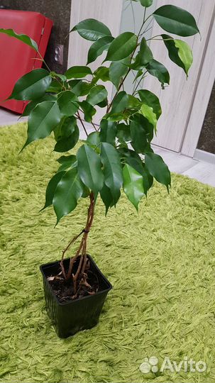 Фикус бенджамина