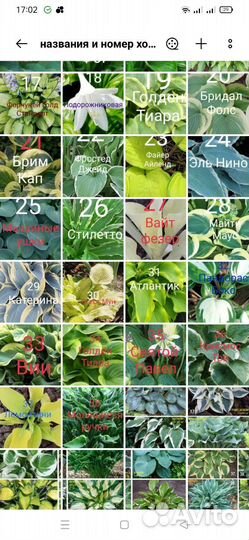 Цветы для сада