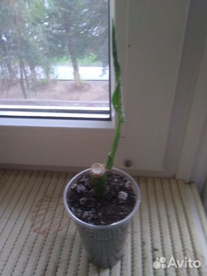 Диффенбахия