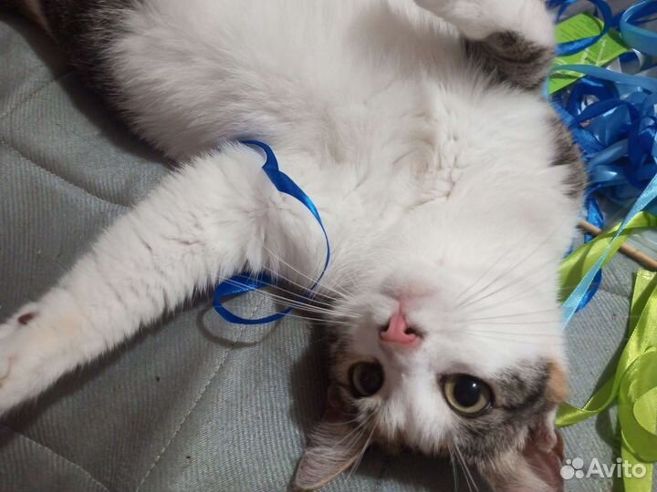 Кошка с самыми красивыми глазками