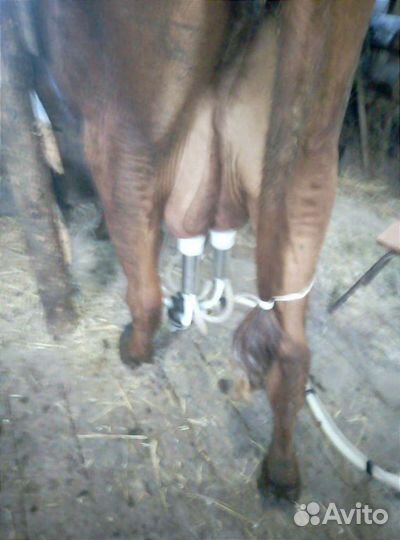 Коровы дойные молочные