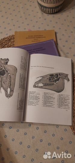 Атлас анатомии домашних животных