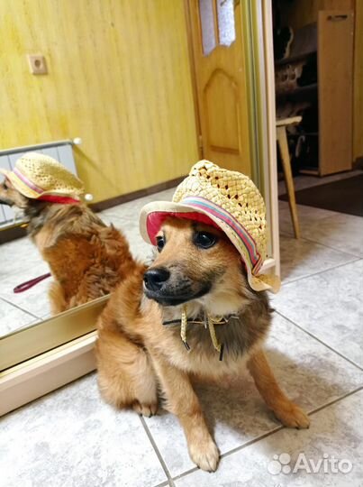 Маленькие Собачки щенята щенки