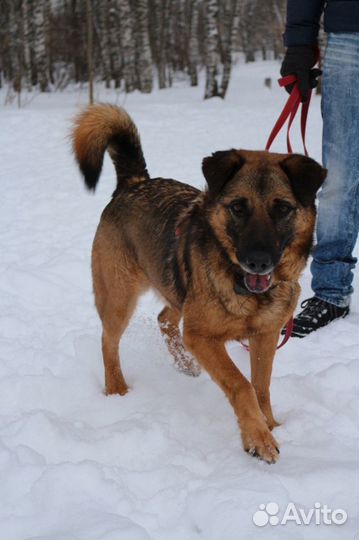 Немецкая овчарка