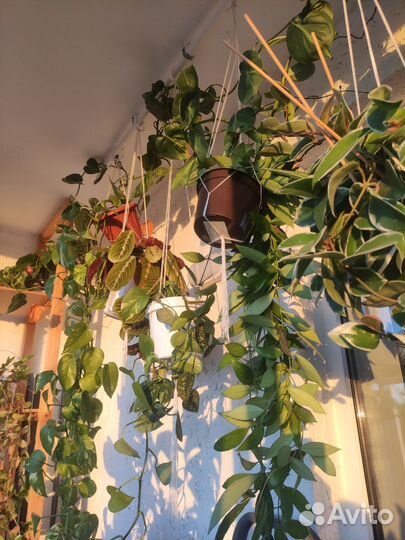 Комнатные растения