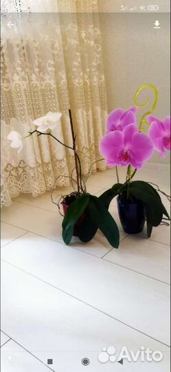 Орхидея фаленопсис