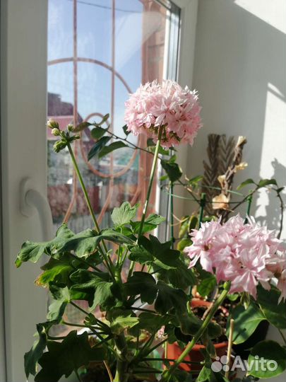 Пеларгония Ричард Хадсон