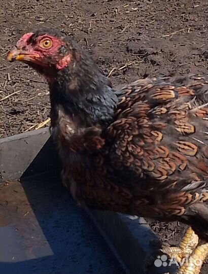 Куры Корниш