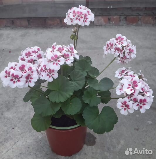 Пеларгония 3#4